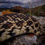 Ronan Donovan Instagram - I took these photos last week as reptiles are becoming more active in spring's warmth. They still like to be close to their hibernaculum hole since snowy days aren't yet over. Who can name this North American snake? Swipe left for another clue. I'll post the answer in the comments section soon... #reptiles #snake #wildlife @venuslaowa