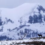 Ronan Donovan Instagram - This November, the people of Colorado will have the chance to vote for a viable gray wolf population to be brought back into their wild forests after a 70-year absence. In the past, the reintroduction of wolves to wild lands in the lower-48 States was decided by national policy makers in Washington. This vote is unique in that the decision would come from the public of Colorado to determine whether free-willed nature is truly valued in that state. It would be a remarkable step towards the restoration of a keystone species that would ultimately renew a historic wolf connection from the High Arctic down the spine of our continent to Yellowstone and south to Mexican border. ⁣ ⁣ I’ve committed to spreading the word and while this will be determined by Coloradans, I also feel that as Americans we all have a stake in returning wolves to appropriate public lands across the United States and in Colorado. The initial 200,000 signatures from the public of Colorado were gathered and Initiative 107 will be on the November 2020 ballot in Colorado. ⁣ ⁣ Please share this information or this post with your Colorado friends and learn more about how you can help #restorethehowl at wolfactionfund.com @rockymtnwolf and take a look at the language of Intuitive 107. To quote an article by the Center for Biological Diversity @centerforbiodiv , “Initiative 107 instructs Colorado Parks and Wildlife to develop, after public input, a science-based plan for reintroducing wolves to western Colorado by 2023.”⁣ ⁣ Other’s who are using their reach include @janefonda, @psihoyos , @leilanimunter and @alexilubomirski. #colorado #wolves #wildnature #restoration Planet Earth