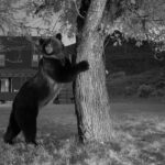 Ronan Donovan Instagram - Images by Michael ‘Nick’ Nichols @michaelnicknichols in collaboration with Yellowstone National Park @yellowstonenps and myself. It was June 16th, 2014 when I received a voicemail from Michael ‘Nick’ Nichols @michaelnicknichols. We had never spoken before and he wanted to talk to me about camera traps. I called him back on the train from D.C. to Charlottesville and we immediately began to discuss his need for a longterm camera trap assistant for a project in Yellowstone. The following day, I met with Kathy Moran @kfmoran , at the time the senior natural history editor for National Geographic Magazine, and she officially offered me the position. Kathy said, ‘we’ll give you two weeks to start since you’ve never met Nick and you need to have that first date.’ Two weeks turned into nearly two years working with Nick and it’s remained the most formative time in my career. Spending that time with Nick and his wife Reba in the field was a rare opportunity to learn from a master artist, technician, and storyteller. Nick is a mentor, but more importantly, he’s my friend. • Nick has a new retrospective book coming out soon with a limited first run needed to reach 500 copies sold before the publisher begins the next run. Find a link with more info in Nick’s profile @michaelnicknichols • From the publisher: WILD is famed wildlife photographer Michael Nichols’ choice of his favorite images. Presented in chronological order from the beginning of his career in 1980, when he used Transparency film and was a Magnum photographer, until 2016, when he had embraced digital capture as the editor at large of National Geographic magazine. Shown without words to explain the images, Nichols is asking the viewer to “look and feel.” • “This book is to be displayed and left open to a page that sings for a time. It is as if I had made 240 limited edition prints of my career and had given them to all of you …this is truly meant as a BOOK for FRIENDS. If you are one of the first 500 people to order this book, you are helping to pay for the printing. You get a dedication, as well as the book and a fine art print.” – Michael Nichols