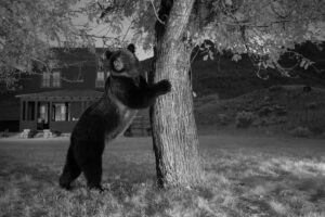 Ronan Donovan Instagram - Images by Michael ‘Nick’ Nichols @michaelnicknichols in collaboration with Yellowstone National Park @yellowstonenps and myself. 
It was June 16th, 2014 when I received a voicemail from Michael ‘Nick’ Nichols @michaelnicknichols. We had never spoken before and he wanted to talk to me about camera traps. I called him back on the train from D.C. to Charlottesville and we immediately began to discuss his need for a  longterm camera trap assistant for a project in Yellowstone. 
The following day, I met with Kathy Moran @kfmoran , at the time the senior natural history editor for National Geographic Magazine, and she officially offered me the position. Kathy said, ‘we’ll give you two weeks to start since you’ve never met Nick and you need to have that first date.’ Two weeks turned into nearly two years working with Nick and it’s remained the most formative time in my career. Spending that time with Nick and his wife Reba in the field was a rare opportunity to learn from a master artist, technician, and storyteller.  Nick is a mentor, but more importantly, he’s my friend. •
Nick has a new retrospective book coming out soon with a limited first run needed to reach 500 copies sold before the publisher begins the next run. Find a link with more info in Nick’s profile @michaelnicknichols
•
From the publisher:
WILD is famed wildlife photographer Michael Nichols’ choice of his favorite images. Presented in chronological order from the beginning of his career in 1980, when he used Transparency film and was a Magnum photographer, until 2016, when he had embraced digital capture as the editor at large of National Geographic magazine. Shown without words to explain the images, Nichols is asking the viewer to “look and feel.”
•
“This book is to be displayed and left open to a page that sings for a time. It is as if I had made 240 limited edition prints of my career and had given them to all of you …this is truly meant as a BOOK for FRIENDS.
If you are one of the first 500 people to order this book, you are helping to pay for the printing. You get a dedication, as well as the book and a fine art print.”
– Michael Nichols