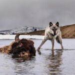 Ronan Donovan Instagram - Today, March 21st, marks the 25 year anniversary of the first wolves released into the wilds of Yellowstone National Park. It took decades of hard work by a passionate group of Conservationists, NGOs and politicians to make this restoration effort possible. Thank you for your efforts. Under the bipartisan supported Endangered Species Act, the gray wolf became protected in the lower-48 in 1974. The loss of Wilderness and Wildthings was felt across the nation at that time and the gray wolf was the final piece to restore the Yellowstone Ecosystem to its historic glory - before Europeans and market hunters/trappers changed the West forever. Today, Yellowstone's roughly 100 wolves represent one of the great restoration stories of the last century. I hope you all have the chance to one day hear a wild wolf pack howling in the distance. If you’re interested to learn more, there are dozens of books on the topic, but a few notable titles are : Decade of the Wolf, Of Wolves and Men, and American Wolf @yellowstonenps @nationalparkservice #wolves #wolf #mrblue #yellowstone #yellowstonenationalpark