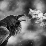 Ronan Donovan Instagram - A common raven pierces the frigid morning air in Yellowstone National Park, Wyoming. #yellowstonenationalpark @yellowstonenps @yellowstonenps @natgeoexpeditions #wyoming #raven #birdsofinstagram #birdnerd