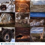 Ronan Donovan Instagram - It was the wolves that brought in the most likes in 2019. And one Bearzilla. Thank you all for following along and for all of the likes & comments. I look forward to sharing more stories and imagery in 2020. Happy New Year, here's to the wild ones #bestnine #wolves #wildlife #kingdomofthewhitewolf