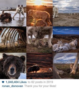 Ronan Donovan Instagram - It was the wolves that brought in the most likes in 2019. And one Bearzilla. Thank you all for following along and for all of the likes & comments. I look forward to sharing more stories and imagery in 2020. Happy New Year, here's to the wild ones  #bestnine #wolves #wildlife #kingdomofthewhitewolf