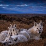 Ronan Donovan Instagram - Bright Eyes and the pups huddled together for warmth after a big meal of muskoxen. These quiet moments seemed to be the happiest times for the wolves. Bellies full, surrounded by their family and content to sleep for the next 12 hours. I think we can all relate to that happiness and comfort - amongst loved ones with ample food and security to rest. It's the universal desire of all social mammals. Learn more about this family of wolves in the @natgeo magazine article and 3-part series for @natgeowild that both published in 2019 - links in my bio. Available streaming on @disneyplus and more #kingdomofthewhitewolf #wolves #wolf #arcticwolf #nature #wild #whitewolf #wildlife #higharctic