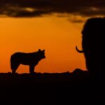 Ronan Donovan Instagram - Grey Mane, the one year old wolf, weighs his options during a long hunt on the tundra of the High Arctic. A large bull muskoxen stands his ground against Grey Mane and his pack. At 80 degrees north, the first sunset of the summer was on August 30th. This image was taken on September 10th at 23:40 under a beautiful twilight sky. Imagine 3 months of creating imagery without a single golden hour! It drove me crazy. But in the final weeks of this project, as my body unraveled, the colors and the wolves were magnificent. Check out the @natgeowild 3-part TV series titled Kingdom of the White Wolf about the same family - available streaming and on @disneyplus links in my bio #kingdomofthewhitewolf #wolves #wolf #arcticwolf #nature #wild