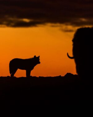 Ronan Donovan Instagram - Grey Mane, the one year old wolf, weighs his options during a long hunt on the tundra of the High Arctic. A large bull muskoxen stands his ground against Grey Mane and his pack. 
At 80 degrees north, the first sunset of the summer was on August 30th. This image was taken on September 10th at 23:40 under a beautiful twilight sky. Imagine 3 months of creating imagery without a single golden hour! It drove me crazy. But in the final weeks of this project, as my body unraveled, the colors and the wolves were magnificent.
Check out the @natgeowild 3-part TV series titled Kingdom of the White Wolf about the same family - available streaming and on @disneyplus links in my bio #kingdomofthewhitewolf #wolves 
#wolf #arcticwolf #nature #wild