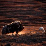 Ronan Donovan Instagram - The Arctic wolf known as One Eye tests the stamina of a lone bull muskoxen on August 20th at 21:37, 2018. Learn more about One Eye and her large family of wild wolves living 700 miles from the North Pole in the 3-part series called Kingdom of the White Wolf #kingdomofthewhitewolf links on how to watch are in my bio.