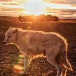 Ronan Donovan Instagram - The standoff. A one-year-old arctic wolf, known as Grey Mane, looks back for direction from the rest of his pack while a herd of muskoxen form a defensive rosette nearby. Wolves can be patient hunters, especially when faced with this cooperative defense from their main prey on Canada's Ellesmere Island - known in the Inuktitut language of the far North as Umingmak Nuna or Muskox Land. Muskoxen have evolved to work together to achieve what they cannot alone - just like the wolves. While the muskoxen work together to protect themselves, the wolves work together in order to wear down their prey. Both behaviors from prey and predator are inextricably linked - the muskoxen wouldn't be a different animal if not for the wolf and vice versa. Grey Mane is the largest wolf in the pack I followed, but he still needed to learn how to be a master hunter. Hence, why he's stepping back from this herd of muskoxen and looking to his older relatives for guidance. Are they lying down or pushing forward? Are they intently focused on their prey or blinking slowly as they look around? These are the behaviors Grey Mane is watching for and others as he learns the ways of how to be a successful wolf in the High Arctic. There's a link in my bio to watch the 3-part series on Grey Mane and his family called Kingdom of the White Wolf - check it out if you're interested to learn more about wolves and this island in the North. #kingdomofthewhitewolf #wolf #arcticwolf #nature #wild #hunting #predator #prey #whitewolf #arctic #canada #animals #wildlife #dogstagram #earth Arctic Circle