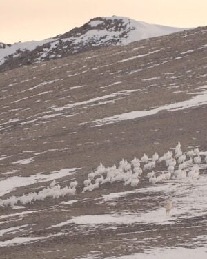 Ronan Donovan Instagram - This scene shows the yearling male known as Grey Mane chasing after a herd of Arctic hares - yes, a herd of hares! This is a followup to a @natgeo post from today. This scene was at the end of a 35 hours stint where the pack was hunting, covering a distance of 60 miles on a mission to make a fresh kill. The 12-week-old pups had begun to whimper and whine in protest. Their young legs and small bodies were exhausted. Grey Mane was a little over a year old, but he was the largest wolf in the pack by size. But he was a skilled hare hunter. 
These clips are from a 3 part series about this family of Arctic wolves called Kingdom of the White Wolf. Watch it streaming online - links in my bio. #wolf #arcticwolf #nature #wild #hunting #predator #prey #whitewolf #kingdomofthewhitewolf #arctic #canada #animals #instadaily #instagood