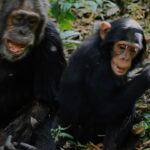 Ronan Donovan Instagram - I always love these moments when the adults join in for a good game of wrestle. This wild adult male chimpanzee, known to the researchers as Big Brown, was 45 years old in this video - a grandfather in the wild chimp world. He's playing with 7 year old Likizo. I get such a kick out Big Brown's move towards the end 😁 Kibale National Park