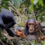 Ronan Donovan Instagram - Two wild juvenile chimps having a playful wrestle in a day nest high in the canopy of Kibale National Park, Uganda. Have a playful weekend😃