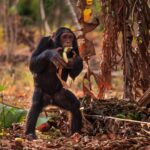 Ronan Donovan Instagram - While many of us are used to the sight of a chimp eating a banana, it's not actually part of their natural diet. Bananas didn't even originate on the same continent where chimps live - Africa. Bananas are a Southeast Asia food that was brought to the Africa continent through trade in the last 2,000 years. This photo is of a wild male chimp, known as Araali to the researchers, belonging to the Bulindi chimpanzee, studied by Dr. McLennan (@bulindichimps), eating a banana in someone's garden in rural western Uganda. The second photo shows another male, named Jack, standing in a eucalyptus tree plantation (another noon native plant) and found a discarded bottle to play with. Not a good thing with how many diseases we share in common with chimps. Photo 3 shows the little strip of forest left where chimps live in this part of western Uganda. Learn more in the story but David Quammen (@davidquammen) and I for @natgeo - link in my bio. Call to action here is to donate $ to the @bulindichimps, link in bio. Thank you.