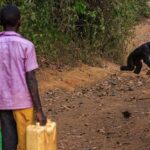 Ronan Donovan Instagram - A series of images from a recently pulished article by David Quammen and I: Chimps and people are clashing in rural Uganda (link in bio). . 1 - On this trail near Mparangasi village, a boy fetching water pauses cautiously as chimps pass. Around some villages in western Uganda, small groups of chimpanzees survive in remnant strips and patches of forest. Deprived of wild foods, the chimps emerge to raid crops and cultivated fruit trees, competing desperately with people for sustenance, space, survival. 2 - Two adult male chimps gaze out across what once was primary forest habitat in western Uganda. Besides small-plot farming and sugarcane plantations, vast tea estates have displaced forests. 3 - Land conversion shows starkly from the air, as along this boundary between Kibale National Park, with its protected forest, and the sprawl of tea fields and small farming 4 - A young male chimp clutches a discarded soda bottle as he stands in a young grove of planted eucalyptus trees. Chimps are our closest living relatives and therefore we share communicable diseases with them (think malaria, HIV and ebola) and more commonly respiratory diseases. This level of close contact is troublesome for the increased potential for a spillover event. . The story is about the dire situation in some towns in western Uganda where humans and chimpanzees have collided from resource competition. It’s a blueprint story for similar conflicts around the world as a result of habitat loss and human encroachment. As is typical with this issue, the animals tend to disappear as they become food or loose their own natural foods. But in Uganda, one of the animals happens to be wild chimpanzees, our closest living relatives. They too are territorial apes living in tribal groups, as we do. Scarcity breeds conflict and there are casualties on both sides. In this series, I’ve highlighted the plight of the chimpanzees and in future posts (as with my previous post) I’ll balance the story with telling the human side of the issue. . How to help? Send resources/$ to the NGOs working to curb deforestation. In this case, @bulindichimps has successfully been working to find solutions. Link in bio.