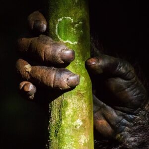 Ronan Donovan Instagram - The hand of our closest living relative - a wild chimpanzee. The long list of similarities that we share with chimps ranges from culture to tool use to language to family structure to infant care and many more. Just look at their hearty working hands. I've watched a chimp get the tip of his finger bit clean off in a skirmish and go back to feeding 10 minutes later. There hands and physique are certainly more robust than ours. A recent story just published online @natgeo about areas in Uganda where the similarities we share with chimps can lead to challenges living alongside them. Link in my bio.