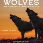 Ronan Donovan Instagram - Wolves: Photography by Ronan Donovan This museum exhibit opens tomorrow - Saturday October 21st - in Bend Oregon at the High Desert Museum! Oregon has been working to establish a viable population of wolves since they began migration into the state around 15 years ago. The complex human social tolerance in regions where wolves have been absent for decades and then reestablished adds an extra layer of creative challenges to work through. Thankfully, there are many forward thinking groups and individuals who are working towards a future to soften these challenges faced by people and wolves. I’m really excited to share this photo exhibit with the Bend community and to bring some educational programming to the museum next weekend, October 26-28th. Check the link in my profile to see the events schedule or the High Desert Museum’s website/social. Have a great weekend everyone. See you in Bend next weekend 😀🐺 @highdesertmuseum @insidenatgeo @natgeomuseum