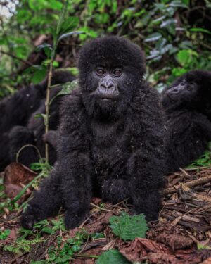 Ronan Donovan Instagram - Sponsored by @visitrwanda_now // This baby mountain gorilla was born on July 1, 2018 in Volcanoes National Park, Rwanda. She is part of the increasing number of mountain gorillas that have begun to rebound since the 1980s when there were only ~250 left in the Virunga Mountains. Currently, the latest census puts their numbers at 604 gorillas here in Volcanoes National Park. It is a true conservation success story and Rwanda has been at the forefront of leading that effort. 
The social media followers of National Geographic voted on what to name this new baby gorilla and the votes are in! 
In the Kwita Izina naming ceremony that took place today (September 6, 2019) at the foothills of the Virunga Mountains, I had the honor of announcing her chosen name: Intego, meaning ‘’Purpose" - chosen because her life holds purpose in Rwanda's effort to save endangered species. 
Kwita Izina plays a key role in advancing conservation efforts for the endangered species and is modeled after a baby naming ceremony that has been part of Rwandan culture and tradition for centuries. // Incredible wildlife, spectacular landscapes and new adventures. Meet Rwanda's mountain gorillas on your next holiday and discover a country committed to conservation. Follow @visitrwanda_now to learn more. #sponsored