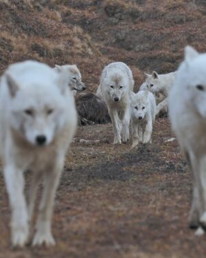 Ronan Donovan Instagram - One Eye leading the Polygon Pack during a hunting foray across the Arctic tundra. What do you think of wild wolves? Should they be allowed to roam freely, as they have for millennia, or should they be allowed only in those far reaching wilderness areas where humans rarely venture? If you’re curious about wolves and wilderness, I’d like to share with you a new three-part special event premiering this Sunday, August 25, from 8-11pm ET, on Nat Geo WILD. Come join me as I travel to the High Arctic, to a landscape uninhabited by humans, in pursuit of the legendary white wolf. These wolves have never been hunted, they are fearless and free, offering a chance to learn more about this mysterious social predator.
Directed by Tony Gerber @tgerber63 and filmed by Luke Padgett @severalpictures and Ronan Donovan @ronan_donovan #wolf #arcticwolf #nature #wild #hunting #predator #prey #whitewolf #kingdomofthewhitewolf #arctic #canada #animals #instadaily #instagood