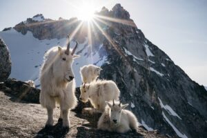 Ronan Donovan Instagram - First photo by @ronan_donovan // A pup bites at a feather while another nuzzles the pack’s aging matriarch, White Scarf (far right). After the last known kill she was part of, White Scarf made sure the pups ate first and later disappeared out on the tundra. Ellesmere Island, Canada 2018.
﻿Other images in order by: @suzieszterhas @tonywu98 @steven_gnam @randyolson @shainblumphotography @JimRichardsonNG @drewtrush @dguttenfelder @argonautphoto
﻿
﻿The holidays are just around the corner. Looking for a unique gift that also supports conservation?  Spend some time with @Prints.for.Nature, a fine-art print sale featuring 85+ of the world’s top photographers. This is a great opportunity to collect stunning work that usually goes for thousands of dollars. They have been made available by the artists to help support much needed conservation programs in a time of critical need. 100% of net proceeds will support core @Conservationorg initiatives.
﻿
﻿Prices go up after Nov. 27th, #BlackFriday. Visit www.printsfornature.com (link in profile).
﻿
﻿Choose from these stunning images from some of the world’s finest photographers and purchase your fine-art prints today at www.printsfornature.com (link in bio.)
﻿
﻿#conservation #printsfornature #fineart
﻿