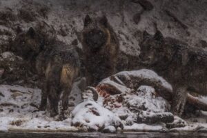Ronan Donovan Instagram - I’m trying something new here and am now accepting applicants for a Research Assistant position to work on a longterm project titled Human-Predator Coexistence.⁣
⁣
I am looking for a research assistant, preferably with a graduate degree, to help me collate information surrounding the relationship between humans and predators as part of a longterm Storytelling Fellowship with National Geographic Society @insidenatgeo. I have been working on this topic for the past 5 years and am looking for support with this new fellowship. I want to be able to put most of my energy into field work and creating the visuals for this international comparative project. ⁣

I am not affiliated with a university, this is for a visual storytelling project that I'll be working on in the coming year. 
⁣
I am also interested in collaborating with researchers who are already working in the human-predator conflict/tolerance/coexistence space that I’m not already in contact with. ⁣
⁣
Please feel free to share this with anyone who might be interested. ⁣
⁣
Link in bio for more information and how to apply. ⁣