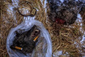 Ronan Donovan Instagram - I’m trying something new here and am now accepting applicants for a Research Assistant position to work on a longterm project titled Human-Predator Coexistence.⁣
⁣
I am looking for a research assistant, preferably with a graduate degree, to help me collate information surrounding the relationship between humans and predators as part of a longterm Storytelling Fellowship with National Geographic Society @insidenatgeo. I have been working on this topic for the past 5 years and am looking for support with this new fellowship. I want to be able to put most of my energy into field work and creating the visuals for this international comparative project. ⁣

I am not affiliated with a university, this is for a visual storytelling project that I'll be working on in the coming year. 
⁣
I am also interested in collaborating with researchers who are already working in the human-predator conflict/tolerance/coexistence space that I’m not already in contact with. ⁣
⁣
Please feel free to share this with anyone who might be interested. ⁣
⁣
Link in bio for more information and how to apply. ⁣