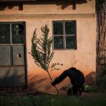 Ronan Donovan Instagram - Text below by @davidquammen from our article in the current issue of National Geographic Magazine @natgeo. This article puts spotlight on a troubling theme across western Uganda where humans and chimpanzees are in competition for resources. ⁣ ⁣ For more than three years after the trauma of her son’s abduction, Ntegeka Semata and her husband, Omuhereza Semata, a farmer, continued to live in their house. They built a bamboo fence around their tiny backyard, enclosing the cooking shed in what they hoped would be a safe zone for the family. “I am scared all the time that other chimpanzees might come back,” Ntegeka said in that earlier interview.⁣ ⁣ But the fence was flimsy, the chimps kept returning, and the Sematas felt under siege. Ntegeka couldn’t work in the garden. The children were sometimes too afraid to eat. Even their goat made piteous noises of fear. By the end of 2017, their house was vacant, with a broken window above the front door. The Sematas had fled and were living a marginalized existence in a rented room at a compound three miles away. They owned no farming land there. “I feel like we’ve been cast back into poverty,” she said.⁣ Meanwhile the remaining windows of their old house reflected only the faces of chimpanzees, which visited regularly, glowering in, confused and provoked by the chimp images mirrored there, which seemed to be glowering out.⁣ ⁣ Learn more about chimps in the current issue of @natgeo magazine, through my posts here and by following the conservation NGO @bulindichimps ⁣⁣ .⁣⁣ .⁣⁣⁣⁣ .⁣⁣⁣⁣ .⁣⁣⁣⁣ .⁣⁣⁣⁣ #chimpanzee #chimp #chimpanzees #chimps #ape #wildlife #conservation #animals #africa #uganda #bulindi #bulindichimps #wildlifephotography #nature #natgeo⁣⁣⁣