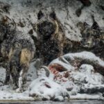 Ronan Donovan Instagram - “The matriarch of the Mollie’s pack, identified as 779F (right), closes in on the carcass of a dead bison with other members of her pack. The largest female wolf ever recorded in Yellowstone, she lived to be 8 years old—a ripe age for a wild wolf.” - @NatGeoMuseum Get ready to experience @NatGeoMuseum and @WildlifeArtJH exhibition “Wolves: Photography by Ronan Donovan!” Come get an up-close look at the lives of wolves in the Greater Yellowstone Ecosystem and high Canadian Artic and learn incredible facts about the wolves themselves (like the fact above). 📸 @ronan_donovan, National Geographic. Yellowstone National Park, Wyoming. #ExperienceWonder #NationalGeographic #NatGeo #RonanDonovan #Wolves High Desert Museum