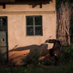 Ronan Donovan Instagram - Text below by @davidquammen from our article in the current issue of National Geographic Magazine @natgeo. This article puts spotlight on a troubling theme across western Uganda where humans and chimpanzees are in competition for resources. ⁣ ⁣ For more than three years after the trauma of her son’s abduction, Ntegeka Semata and her husband, Omuhereza Semata, a farmer, continued to live in their house. They built a bamboo fence around their tiny backyard, enclosing the cooking shed in what they hoped would be a safe zone for the family. “I am scared all the time that other chimpanzees might come back,” Ntegeka said in that earlier interview.⁣ ⁣ But the fence was flimsy, the chimps kept returning, and the Sematas felt under siege. Ntegeka couldn’t work in the garden. The children were sometimes too afraid to eat. Even their goat made piteous noises of fear. By the end of 2017, their house was vacant, with a broken window above the front door. The Sematas had fled and were living a marginalized existence in a rented room at a compound three miles away. They owned no farming land there. “I feel like we’ve been cast back into poverty,” she said.⁣ Meanwhile the remaining windows of their old house reflected only the faces of chimpanzees, which visited regularly, glowering in, confused and provoked by the chimp images mirrored there, which seemed to be glowering out.⁣ ⁣ Learn more about chimps in the current issue of @natgeo magazine, through my posts here and by following the conservation NGO @bulindichimps ⁣⁣ .⁣⁣ .⁣⁣⁣⁣ .⁣⁣⁣⁣ .⁣⁣⁣⁣ .⁣⁣⁣⁣ #chimpanzee #chimp #chimpanzees #chimps #ape #wildlife #conservation #animals #africa #uganda #bulindi #bulindichimps #wildlifephotography #nature #natgeo⁣⁣⁣
