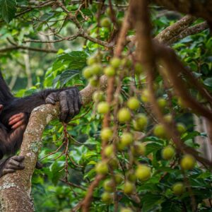 Ronan Donovan Instagram - Rosa and Betty sitting comfortably high in a fig tree in western Uganda. Rosa was an interesting female because she never left her natal community of wild chimpanzees. In order to maintain genetic diversity, the females will leave their family at puberty and go find another community of chimps where they'll live out the rest of their lives. ⁣
⁣
I find it so fascinating that in such a social and bonded species like chimps that after 16 years the females will never see their family every again. It's one of the least studied behaviors in wild chimps because it would require numerous neighboring communities of chimpanzees to be habituated/studied, which doesn't exist yet. ⁣
⁣
Learn more about chimps in the current issue of @natgeo magazine, through my posts here and by following the conservation NGO @bulindichimps⁣
.⁣⁣
.⁣⁣
.⁣⁣
.⁣⁣
.⁣⁣
#chimpanzee #chimp #chimpanzees #chimps #ape #wildlife #conservation #animals #africa #uganda #wildlifephotography #nature #natgeo⁣