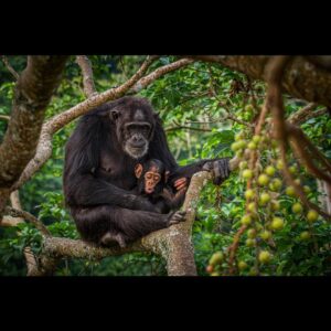 Ronan Donovan Instagram - Rosa and Betty sitting comfortably high in a fig tree in western Uganda. Rosa was an interesting female because she never left her natal community of wild chimpanzees. In order to maintain genetic diversity, the females will leave their family at puberty and go find another community of chimps where they'll live out the rest of their lives. ⁣
⁣
I find it so fascinating that in such a social and bonded species like chimps that after 16 years the females will never see their family every again. It's one of the least studied behaviors in wild chimps because it would require numerous neighboring communities of chimpanzees to be habituated/studied, which doesn't exist yet. ⁣
⁣
Learn more about chimps in the current issue of @natgeo magazine, through my posts here and by following the conservation NGO @bulindichimps⁣
.⁣⁣
.⁣⁣
.⁣⁣
.⁣⁣
.⁣⁣
#chimpanzee #chimp #chimpanzees #chimps #ape #wildlife #conservation #animals #africa #uganda #wildlifephotography #nature #natgeo⁣