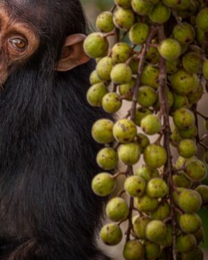 Ronan Donovan Instagram - Another quiet moment between Mususu and her son, Moon. At the time I took this photo, Mususu would have been ~40 years old and Moon was her 4th baby. Mususu was a northern female and I didn’t see her very much. She was shy. Within this wild chimpanzee community that I followed as a researcher in 2011, there were specific sub-groups of females that preferred to keep to a region within community’s territory. Some to the north or to the south and some kept to the center of the territory.  
 
While the total number of chimpanzees in this community was 58 at the time, never in the history of the 40 year study did this group have all 58 members been the same place. Like humans, elephants, bats, and some whale species (to name a few), chimps are a fission-fusion society. Essentially this means that the social structure of chimps is dynamic. A large group of 30 comes together to feed on ripe figs, lets say, while other smaller groups of 4-8 chimps are a few miles away feeding on something else.⁣⁣ It makes for very interesting days following chimps through their equatorial forest, you never know who will show up. 
Learn more about chimps in the current issue of @natgeo magazine, through my posts here and by following the conservation NGO @bulindichimps 
.⁣⁣ 
.⁣⁣ 
.⁣⁣ 
.⁣⁣ 
#chimpanzee #chimp #chimpanzees #chimps #ape #wildlife #conservation #animals #africa #uganda #bulindi #bulindichimps #wildlifephotography #nature #natgeo⁣⁣