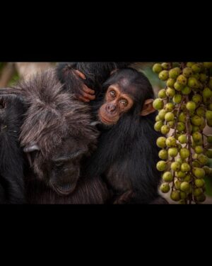 Ronan Donovan Instagram - Another quiet moment between Mususu and her son, Moon. At the time I took this photo, Mususu would have been ~40 years old and Moon was her 4th baby. Mususu was a northern female and I didn’t see her very much. She was shy. Within this wild chimpanzee community that I followed as a researcher in 2011, there were specific sub-groups of females that preferred to keep to a region within community’s territory. Some to the north or to the south and some kept to the center of the territory.  
 
While the total number of chimpanzees in this community was 58 at the time, never in the history of the 40 year study did this group have all 58 members been the same place. Like humans, elephants, bats, and some whale species (to name a few), chimps are a fission-fusion society. Essentially this means that the social structure of chimps is dynamic. A large group of 30 comes together to feed on ripe figs, lets say, while other smaller groups of 4-8 chimps are a few miles away feeding on something else.⁣⁣ It makes for very interesting days following chimps through their equatorial forest, you never know who will show up. 
Learn more about chimps in the current issue of @natgeo magazine, through my posts here and by following the conservation NGO @bulindichimps 
.⁣⁣ 
.⁣⁣ 
.⁣⁣ 
.⁣⁣ 
#chimpanzee #chimp #chimpanzees #chimps #ape #wildlife #conservation #animals #africa #uganda #bulindi #bulindichimps #wildlifephotography #nature #natgeo⁣⁣