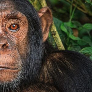 Ronan Donovan Instagram - In response to the overwhelmingly heartfelt comments in regards to yesterday’s somber repost from @michaelnicknichols 1989 photo of the captive chimp, Jo Jo - I decided to provide some current information in regards to lab tests on chimpanzees in the US today. I will also add some more information in my IG story with links to recent articles. ⁣
Overall, the status of laboratory testing in the US is positive in terms of an ethical and human standpoint. From the U.S. Fish and Wildlife Service website:⁣
In 2015, U.S. Fish and Wildlife Service Director Dan Ashe today announced a final rule to classify all chimpanzees, both wild and captive, as endangered under the Endangered Species Act (ESA). The rule uplists captive chimpanzees from threatened status to match that of wild chimpanzees and removes them from a special rule for primates that allowed some activities otherwise prohibited under the ESA.⁣
⁣
“Extending captive chimpanzees the protections afforded their endangered cousins in the wild will ensure humane treatment and restrict commercial activities under the Endangered Species Act,” Ashe said. “The decision responds to growing threats to the species and aligns the chimpanzee’s status with existing legal requirements. Meanwhile, we will continue to work with range states to ensure the continued survival and recovery of chimpanzees in the wild.”⁣
⁣
Learn more through my IG story and further at @nonhuman.rights.project feed
