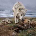 Ronan Donovan Instagram - Hey everyone! I'm excited to announce the next opening for the Wolves photo exhibit (@natgeomuseum) is going to be in Bend Oregon at the High Desert Museum @highdesertmuseum . Opening weekend starts October 21st, just a few weeks away😀 I'll be in Bend to kick off with a series of events the following weekend - starting on October 26th. Events: 10/26, 7-8pm: opening talk (sold out) but you can join the waitlist. 10/27, 7-8:30pm: Face to Face with Oregon’s Wolves: Expert Perspectives I'm really looking forward to this panel discussion with some thoughtful perspectives on wolves in Oregon. 10/28, 10am-1pm: Howling Around This is aimed at kids and families, or for anyone who wants to learn about why wolves howl and to practice a few howls of your own. Link in bio for more info. I hope to see you there🐺😀