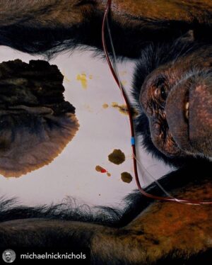 Ronan Donovan Instagram - Are those species most similar to humans fated for a future of strife amidst the modern world? Every great ape alive today has lost the majority of its habitat since the Industrial Age. 
⁣
As I've been posting images and stories from my article with @davidquammen in the current issue of @natgeo magazine, consider these foundational images from @michaelnicknichols work from the late 1980s and 90s. ⁣
⁣
I remember @michaelnicknichols images of chimps in the midst of a vivisection procedure from the March 1992 cover story of National Geographic Magazine. I was 9 at the time and enthralled with the story: Apes and Humans - A Curious Kinship. @michaelnicknichols continued his work and published a book in 2005 under the original title: Brutal Kinship (published by Aperture). 
⁣
Reposted from @michaelnicknichols // His name was Jo Jo, as a baby he was first used by humans to study how he did with sign language. I think he reached the proficiency equivalent to 3 year old human baby. The language study only had two years of funding so he ended up in the suburbs of NYC being tested for an HIV vaccine. ⁣
He would be given a shot of vaccine than challenged with a massive dose of HIV. ⁣
He did fine ... for awhile, maybe even months or years. ⁣
⁣
Then he up and died of massive organ failure⁣
⁣
When I saw him. From behind bars he was signing to the stranger “OUT”⁣
Repeating over and over “OUT”⁣
⁣
HIV study⁣
Tuxedo, New York 1989⁣
Transparency film⁣
Brutal Kinship , GEO