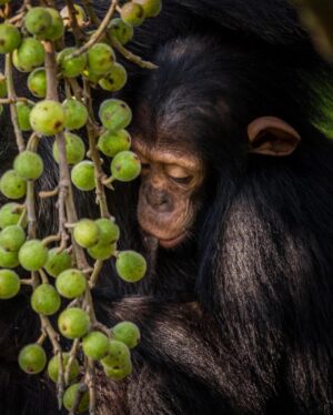 Ronan Donovan Instagram - Mother and son feeding high in canopy of a fig tree in Uganda’s Kibale National Park. The female here is known as Mususu was roughly 40 at the time of this photo and her nursing son, Moon was 3. This community of wild chimps has been studied for ~40 years with every individual’s life history recorded in detail. This  These massive figs belong to a Ficus capensis tree species and can provide weeks of ripened fruits for chimps to feed on. ⁣
⁣
Learn more about chimps in the current issue of @natgeo magazine, through my posts here and by following the conservation NGO @bulindichimps ⁣
⁣
.⁣⁣⁣
.⁣⁣⁣
.⁣⁣⁣
.⁣⁣⁣
.⁣⁣⁣
#chimpanzee #chimp #chimpanzees #chimps #ape #wildlife #conservation #animals #africa #uganda #bulindi #bulindichimps #wildlifephotography #nature #natgeo⁣⁣⁣