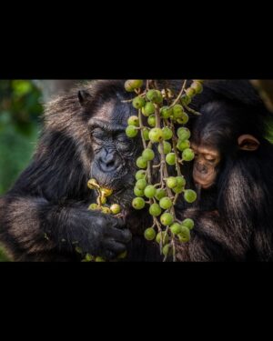 Ronan Donovan Instagram - Mother and son feeding high in canopy of a fig tree in Uganda’s Kibale National Park. The female here is known as Mususu was roughly 40 at the time of this photo and her nursing son, Moon was 3. This community of wild chimps has been studied for ~40 years with every individual’s life history recorded in detail. This  These massive figs belong to a Ficus capensis tree species and can provide weeks of ripened fruits for chimps to feed on. ⁣
⁣
Learn more about chimps in the current issue of @natgeo magazine, through my posts here and by following the conservation NGO @bulindichimps ⁣
⁣
.⁣⁣⁣
.⁣⁣⁣
.⁣⁣⁣
.⁣⁣⁣
.⁣⁣⁣
#chimpanzee #chimp #chimpanzees #chimps #ape #wildlife #conservation #animals #africa #uganda #bulindi #bulindichimps #wildlifephotography #nature #natgeo⁣⁣⁣