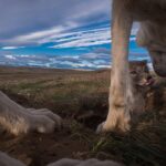 Ronan Donovan Instagram - These photographs were taken by @ronan_donovan who we are so pleased to have as a speaker for our @vital.impacts Student Speaker Series! Ronan has spent a lot of time among wolves. He’s witnessed how wolves are powerful, intelligent, social mammals that have evolved to live in family structures similar to humans and he hopes that his photos will provide people with a better understanding of these often-misunderstood animals. He poses the question, “What if modern humans didn't have to live in conflict with the natural world? What if the wolf was just a wolf and not only the myths we've created? We have lived alongside wolves, even bringing them into our homes, far longer than we've lived in conflict.” @changemakertalent #VitalImpactsSpeakerSeries #ChangemakerTalent #changemakers #InspiringChange #EnvironmentalStewardship #VitalImpacts #wildlife #conservationphotography #wolves #arctic @yellowstonenps @nationalparkservice