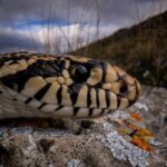 Ronan Donovan Instagram - I took these photos last week as reptiles are becoming more active in spring's warmth. They still like to be close to their hibernaculum hole since snowy days aren't yet over. Who can name this North American snake? Swipe left for another clue. I'll post the answer in the comments section soon... #reptiles #snake #wildlife @venuslaowa