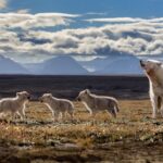 Ronan Donovan Instagram - We’re almost ready to announce the next speaker of the @vital.impacts Student Speaker Series, but we need your help! Here are 3 clues about the speaker: 1) He is a wildlife biologist turned conservation photographer 2) He embeds for months at a time to capture imagery of fellow social mammals such as gorillas and wolves. 3) His current project has him frequenting the Arctic! Who is this member of the pack? We want to see your best guess. This mystery speaker will be revealed tomorrow! @changemakertalent #VitalImpactsSpeakerSeries #ChangemakerTalent #changemakers #InspiringChange #EnvironmentalStewardship #VitalImpacts #wildlife #conservationphotography #wolves #arctic