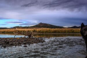 Ronan Donovan Instagram - This November, the people of Colorado will have the chance to vote for a viable gray wolf population to be brought back into their wild forests after a 70-year absence. In the past, the reintroduction of wolves to wild lands in the lower-48 States was decided by national policy makers in Washington. This vote is unique in that the decision would come from the public of Colorado to determine whether free-willed nature is truly valued in that state. It would be a remarkable step towards the restoration of a keystone species that would ultimately renew a historic wolf connection from the High Arctic down the spine of our continent to Yellowstone and south to Mexican border. ⁣
⁣
I’ve committed to spreading the word and while this will be determined by Coloradans, I also feel that as Americans we all have a stake in returning wolves to appropriate public lands across the United States and in Colorado. The initial 200,000 signatures from the public of Colorado were gathered and Initiative 107 will be on the November 2020 ballot in Colorado. ⁣
⁣
Please share this information or this post with your Colorado friends and learn more about how you can help #restorethehowl at wolfactionfund.com @rockymtnwolf and take a look at the language of Intuitive 107. To quote an article by the Center for Biological Diversity @centerforbiodiv , “Initiative 107 instructs Colorado Parks and Wildlife to develop, after public input, a science-based plan for reintroducing wolves to western Colorado by 2023.”⁣
⁣
Other’s who are using their reach include @janefonda, @psihoyos , @leilanimunter and @alexilubomirski. 
#colorado #wolves #wildnature #restoration