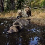 Ronan Donovan Instagram - Images by Michael ‘Nick’ Nichols @michaelnicknichols in collaboration with Yellowstone National Park @yellowstonenps and myself. It was June 16th, 2014 when I received a voicemail from Michael ‘Nick’ Nichols @michaelnicknichols. We had never spoken before and he wanted to talk to me about camera traps. I called him back on the train from D.C. to Charlottesville and we immediately began to discuss his need for a longterm camera trap assistant for a project in Yellowstone. The following day, I met with Kathy Moran @kfmoran , at the time the senior natural history editor for National Geographic Magazine, and she officially offered me the position. Kathy said, ‘we’ll give you two weeks to start since you’ve never met Nick and you need to have that first date.’ Two weeks turned into nearly two years working with Nick and it’s remained the most formative time in my career. Spending that time with Nick and his wife Reba in the field was a rare opportunity to learn from a master artist, technician, and storyteller. Nick is a mentor, but more importantly, he’s my friend. • Nick has a new retrospective book coming out soon with a limited first run needed to reach 500 copies sold before the publisher begins the next run. Find a link with more info in Nick’s profile @michaelnicknichols • From the publisher: WILD is famed wildlife photographer Michael Nichols’ choice of his favorite images. Presented in chronological order from the beginning of his career in 1980, when he used Transparency film and was a Magnum photographer, until 2016, when he had embraced digital capture as the editor at large of National Geographic magazine. Shown without words to explain the images, Nichols is asking the viewer to “look and feel.” • “This book is to be displayed and left open to a page that sings for a time. It is as if I had made 240 limited edition prints of my career and had given them to all of you …this is truly meant as a BOOK for FRIENDS. If you are one of the first 500 people to order this book, you are helping to pay for the printing. You get a dedication, as well as the book and a fine art print.” – Michael Nichols