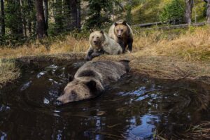 Ronan Donovan Instagram - Images by Michael ‘Nick’ Nichols @michaelnicknichols in collaboration with Yellowstone National Park @yellowstonenps and myself. 
It was June 16th, 2014 when I received a voicemail from Michael ‘Nick’ Nichols @michaelnicknichols. We had never spoken before and he wanted to talk to me about camera traps. I called him back on the train from D.C. to Charlottesville and we immediately began to discuss his need for a  longterm camera trap assistant for a project in Yellowstone. 
The following day, I met with Kathy Moran @kfmoran , at the time the senior natural history editor for National Geographic Magazine, and she officially offered me the position. Kathy said, ‘we’ll give you two weeks to start since you’ve never met Nick and you need to have that first date.’ Two weeks turned into nearly two years working with Nick and it’s remained the most formative time in my career. Spending that time with Nick and his wife Reba in the field was a rare opportunity to learn from a master artist, technician, and storyteller.  Nick is a mentor, but more importantly, he’s my friend. •
Nick has a new retrospective book coming out soon with a limited first run needed to reach 500 copies sold before the publisher begins the next run. Find a link with more info in Nick’s profile @michaelnicknichols
•
From the publisher:
WILD is famed wildlife photographer Michael Nichols’ choice of his favorite images. Presented in chronological order from the beginning of his career in 1980, when he used Transparency film and was a Magnum photographer, until 2016, when he had embraced digital capture as the editor at large of National Geographic magazine. Shown without words to explain the images, Nichols is asking the viewer to “look and feel.”
•
“This book is to be displayed and left open to a page that sings for a time. It is as if I had made 240 limited edition prints of my career and had given them to all of you …this is truly meant as a BOOK for FRIENDS.
If you are one of the first 500 people to order this book, you are helping to pay for the printing. You get a dedication, as well as the book and a fine art print.”
– Michael Nichols