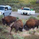 Ronan Donovan Instagram - Images by Michael ‘Nick’ Nichols @michaelnicknichols in collaboration with Yellowstone National Park @yellowstonenps and myself. It was June 16th, 2014 when I received a voicemail from Michael ‘Nick’ Nichols @michaelnicknichols. We had never spoken before and he wanted to talk to me about camera traps. I called him back on the train from D.C. to Charlottesville and we immediately began to discuss his need for a longterm camera trap assistant for a project in Yellowstone. The following day, I met with Kathy Moran @kfmoran , at the time the senior natural history editor for National Geographic Magazine, and she officially offered me the position. Kathy said, ‘we’ll give you two weeks to start since you’ve never met Nick and you need to have that first date.’ Two weeks turned into nearly two years working with Nick and it’s remained the most formative time in my career. Spending that time with Nick and his wife Reba in the field was a rare opportunity to learn from a master artist, technician, and storyteller. Nick is a mentor, but more importantly, he’s my friend. • Nick has a new retrospective book coming out soon with a limited first run needed to reach 500 copies sold before the publisher begins the next run. Find a link with more info in Nick’s profile @michaelnicknichols • From the publisher: WILD is famed wildlife photographer Michael Nichols’ choice of his favorite images. Presented in chronological order from the beginning of his career in 1980, when he used Transparency film and was a Magnum photographer, until 2016, when he had embraced digital capture as the editor at large of National Geographic magazine. Shown without words to explain the images, Nichols is asking the viewer to “look and feel.” • “This book is to be displayed and left open to a page that sings for a time. It is as if I had made 240 limited edition prints of my career and had given them to all of you …this is truly meant as a BOOK for FRIENDS. If you are one of the first 500 people to order this book, you are helping to pay for the printing. You get a dedication, as well as the book and a fine art print.” – Michael Nichols