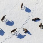 Ronan Donovan Instagram - Today, March 21st, marks the 25 year anniversary of the first wolves released into the wilds of Yellowstone National Park. It took decades of hard work by a passionate group of Conservationists, NGOs and politicians to make this restoration effort possible. Thank you for your efforts. Under the bipartisan supported Endangered Species Act, the gray wolf became protected in the lower-48 in 1974. The loss of Wilderness and Wildthings was felt across the nation at that time and the gray wolf was the final piece to restore the Yellowstone Ecosystem to its historic glory - before Europeans and market hunters/trappers changed the West forever. Today, Yellowstone's roughly 100 wolves represent one of the great restoration stories of the last century. I hope you all have the chance to one day hear a wild wolf pack howling in the distance. If you’re interested to learn more, there are dozens of books on the topic, but a few notable titles are : Decade of the Wolf, Of Wolves and Men, and American Wolf @yellowstonenps @nationalparkservice #wolves #wolf #mrblue #yellowstone #yellowstonenationalpark