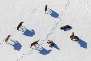 Ronan Donovan Instagram - Today, March 21st, marks the 25 year anniversary of the first wolves released into the wilds of Yellowstone National Park. It took decades of hard work by a passionate group of Conservationists, NGOs and politicians to make this restoration effort possible. Thank you for your efforts. Under the bipartisan supported Endangered Species Act, the gray wolf became protected in the lower-48 in 1974. The loss of Wilderness and Wildthings was felt across the nation at that time and the gray wolf was the final piece to restore the Yellowstone Ecosystem to its historic glory - before Europeans and market hunters/trappers changed the West forever. Today, Yellowstone's roughly 100 wolves represent one of the great restoration stories of the last century. I hope you all have the chance to one day hear a wild wolf pack howling in the distance. If you’re interested to learn more, there are dozens of books on the topic, but a few notable titles are : Decade of the Wolf, Of Wolves and Men, and American Wolf @yellowstonenps @nationalparkservice #wolves #wolf #mrblue #yellowstone #yellowstonenationalpark