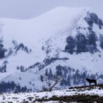 Ronan Donovan Instagram - Today, March 21st, marks the 25 year anniversary of the first wolves released into the wilds of Yellowstone National Park. It took decades of hard work by a passionate group of Conservationists, NGOs and politicians to make this restoration effort possible. Thank you for your efforts. Under the bipartisan supported Endangered Species Act, the gray wolf became protected in the lower-48 in 1974. The loss of Wilderness and Wildthings was felt across the nation at that time and the gray wolf was the final piece to restore the Yellowstone Ecosystem to its historic glory - before Europeans and market hunters/trappers changed the West forever. Today, Yellowstone's roughly 100 wolves represent one of the great restoration stories of the last century. I hope you all have the chance to one day hear a wild wolf pack howling in the distance. If you’re interested to learn more, there are dozens of books on the topic, but a few notable titles are : Decade of the Wolf, Of Wolves and Men, and American Wolf @yellowstonenps @nationalparkservice #wolves #wolf #mrblue #yellowstone #yellowstonenationalpark