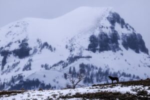 Ronan Donovan Instagram - Today, March 21st, marks the 25 year anniversary of the first wolves released into the wilds of Yellowstone National Park. It took decades of hard work by a passionate group of Conservationists, NGOs and politicians to make this restoration effort possible. Thank you for your efforts. Under the bipartisan supported Endangered Species Act, the gray wolf became protected in the lower-48 in 1974. The loss of Wilderness and Wildthings was felt across the nation at that time and the gray wolf was the final piece to restore the Yellowstone Ecosystem to its historic glory - before Europeans and market hunters/trappers changed the West forever. Today, Yellowstone's roughly 100 wolves represent one of the great restoration stories of the last century. I hope you all have the chance to one day hear a wild wolf pack howling in the distance. If you’re interested to learn more, there are dozens of books on the topic, but a few notable titles are : Decade of the Wolf, Of Wolves and Men, and American Wolf @yellowstonenps @nationalparkservice #wolves #wolf #mrblue #yellowstone #yellowstonenationalpark