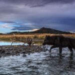 Ronan Donovan Instagram - Today, March 21st, marks the 25 year anniversary of the first wolves released into the wilds of Yellowstone National Park. It took decades of hard work by a passionate group of Conservationists, NGOs and politicians to make this restoration effort possible. Thank you for your efforts. Under the bipartisan supported Endangered Species Act, the gray wolf became protected in the lower-48 in 1974. The loss of Wilderness and Wildthings was felt across the nation at that time and the gray wolf was the final piece to restore the Yellowstone Ecosystem to its historic glory - before Europeans and market hunters/trappers changed the West forever. Today, Yellowstone's roughly 100 wolves represent one of the great restoration stories of the last century. I hope you all have the chance to one day hear a wild wolf pack howling in the distance. If you’re interested to learn more, there are dozens of books on the topic, but a few notable titles are : Decade of the Wolf, Of Wolves and Men, and American Wolf @yellowstonenps @nationalparkservice #wolves #wolf #mrblue #yellowstone #yellowstonenationalpark