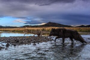 Ronan Donovan Instagram - Today, March 21st, marks the 25 year anniversary of the first wolves released into the wilds of Yellowstone National Park. It took decades of hard work by a passionate group of Conservationists, NGOs and politicians to make this restoration effort possible. Thank you for your efforts. Under the bipartisan supported Endangered Species Act, the gray wolf became protected in the lower-48 in 1974. The loss of Wilderness and Wildthings was felt across the nation at that time and the gray wolf was the final piece to restore the Yellowstone Ecosystem to its historic glory - before Europeans and market hunters/trappers changed the West forever. Today, Yellowstone's roughly 100 wolves represent one of the great restoration stories of the last century. I hope you all have the chance to one day hear a wild wolf pack howling in the distance. If you’re interested to learn more, there are dozens of books on the topic, but a few notable titles are : Decade of the Wolf, Of Wolves and Men, and American Wolf @yellowstonenps @nationalparkservice #wolves #wolf #mrblue #yellowstone #yellowstonenationalpark